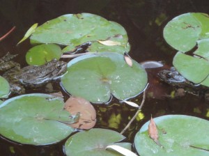 Two frogs in pond face off across a lily pad