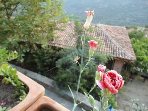 Spider on web among flowers; tile roof and green hillside below and beyond