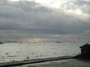 Seagulls against clouds and a brighter sea