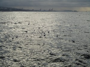 Seagulls floating on bright water