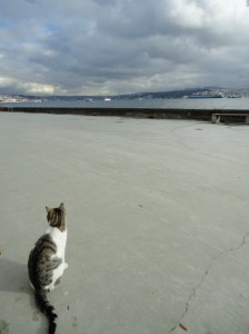 A cat on the esplanade (with Bosphorus beyond) looks away to the left