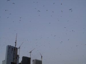 Seagulls, Mecidiyeköy, October 4, 2015