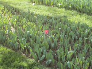 Emirgan Korusu, 2016.03.12