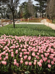 Emirgan Korusu, 2016.03.12