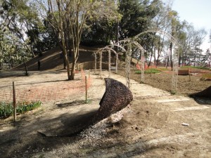 Emirgan Korusu, 2016.03.12