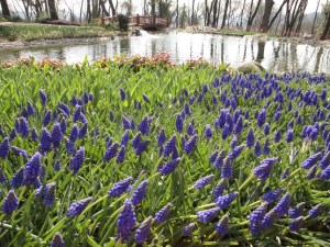 Emirgan Korusu, 2016.03.12