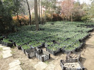 Emirgan Korusu, 2016.03.12