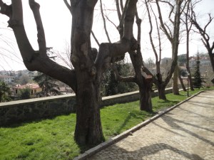 Emirgan Korusu, 2016.03.12