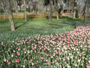 Emirgan Korusu, 2016.03.12