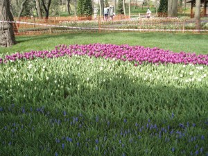 Emirgan Korusu, 2016.03.12