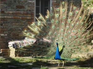 İlyastepe, Şirince, May 2013