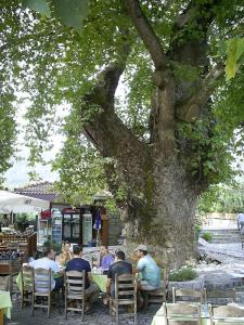 Ancient plane tree of Bayır, Marmaris Peninsula, September 9, 2010