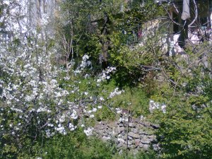 Flowering shrubbery obscures a stone retaining wall and a small house