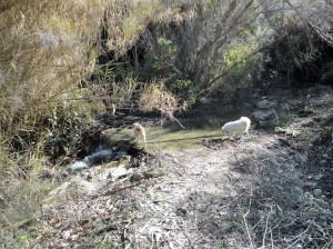 Three dogs crossing a stream, Şirince, January, 2018