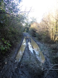 Ruts of dirt road filled with water, dog in middle, Şirince, January, 2018