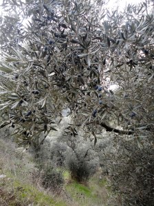Olives not yet harvested, Şirince, January, 2018