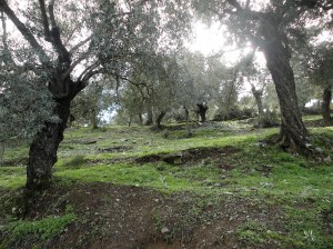 Uphill view through the olive trees, Şirince, January, 2018