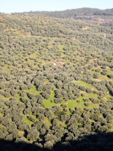 Hillside of olive trees, and one house, seen from above with sun behind viewer, Şirince, January, 2018