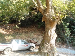 Great plane tree with pickup truck parked beneath