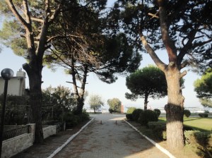 Road beneath umbrella pines, leading to the sea