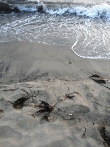 Close-up of strands of seaweed on the sand by the lapping water