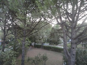 Yard through trees from above