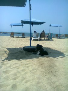 A dog lying in the shade of a beach umbrella looks at us; behind him are a woman and a man sitting facing away from us, towards the sea