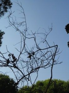 Branches against sky