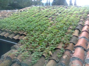 Tiny green plants on red tile roof, cloudy day