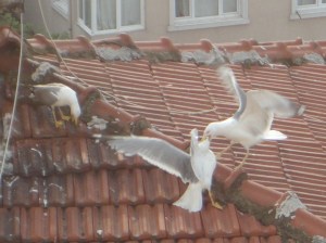 Two seagulls fight on a roof, beak to beak, as a third stands aside