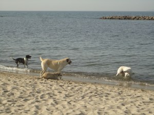 Four dogs at the edge of the sea, or in it