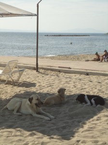 Three dogs sit in the shade of a beach umbrella