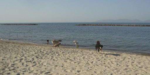 Five dogs at the edge of the sea