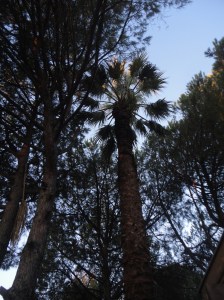 Among pines, a palm tree with highest fronds lit by the setting sun