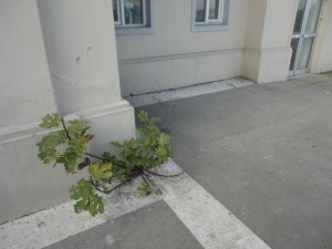 Fig growing from a crack