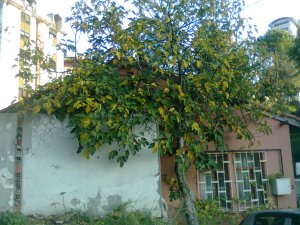 A fig tree or trees