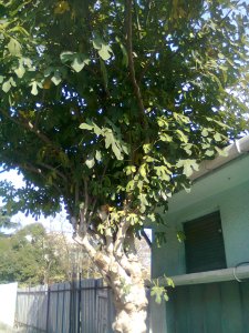 A fig tree or trees