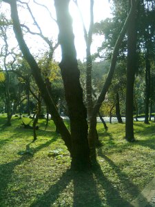 Tree trunks and branches with winter sun behind them