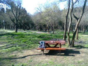 Picnic table under the sun in the midst of of flowering groundcover and budding trees