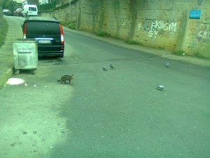 Four pigeons on a street face away from one another. The body of a cat on all fours is directed at them, but the cat’s head is turned away
