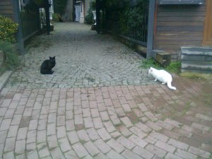 Two cats, one black, one white, keep their distance from one another at the head of a stone walkway