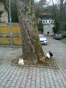 Around the mossy trunk of a plane tree, four chickens—two white, one brown, one black—scratch in the little dirt that has been left uncovered by the setts that pave a road through a settlement