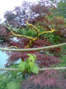 Small gnarled tree with purple leaves and orange lichen on its trunk, in front of a pond