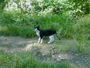 Black and white cat standing on dirt path through green foliage turns head left to look at viewer