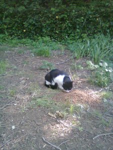 Similar cat feeding at pile of kibble