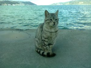 Cat on wharf, sea beyond, and beyond that, the hills show a gap