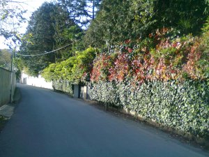 Beside a road, a wall covered in vines and overtopped by trees is lit by the evening sun