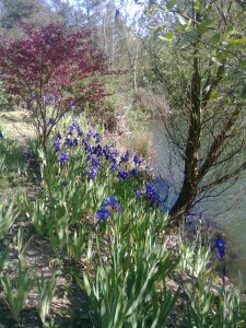 Blooming irises by a lake