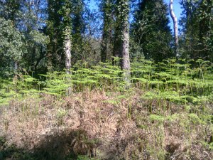 Above brown withered ferns, light green new ones stand on stalks; behind them, trunks of trees