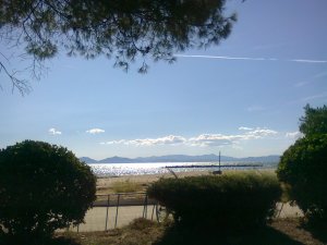 Pine bough above; bushes below; blue sky, sparkling water, and sand in between